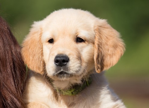 Golden Retriever Puppy