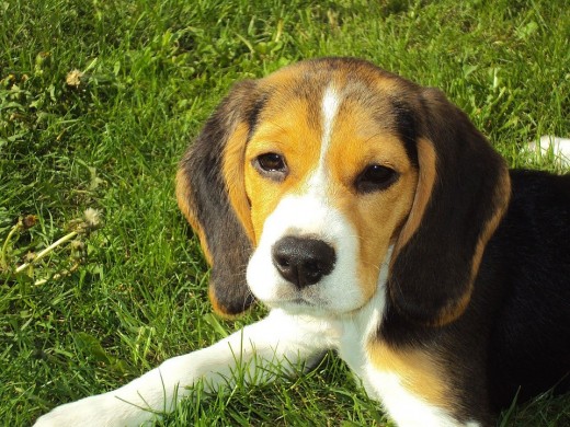 An adorable hound dog