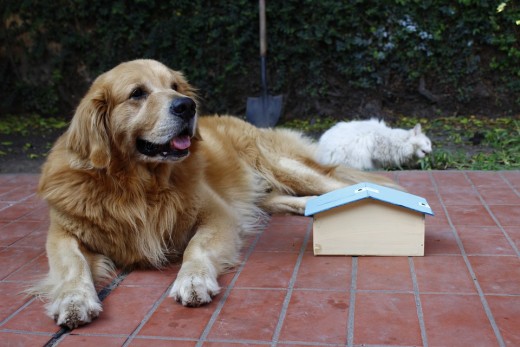 Will you buy your dog a house that is smaller than him?