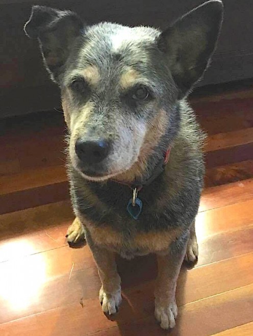 Sheila - Australian Cattle Dog - Puppy Since 2003