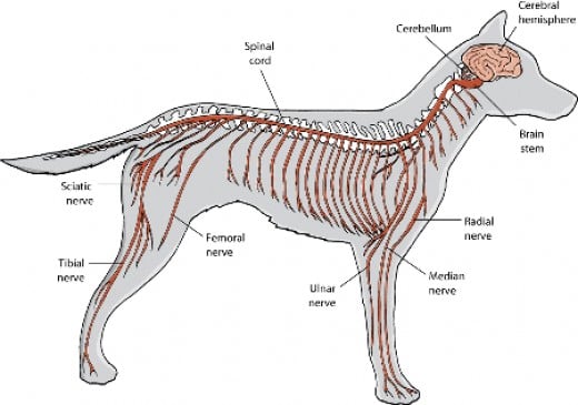 Meningitis: Dogs Can Contact A Neurological Condition ... pig eyes diagram 