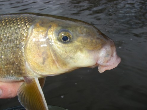 And this Sucker Fish is not what this piece is about