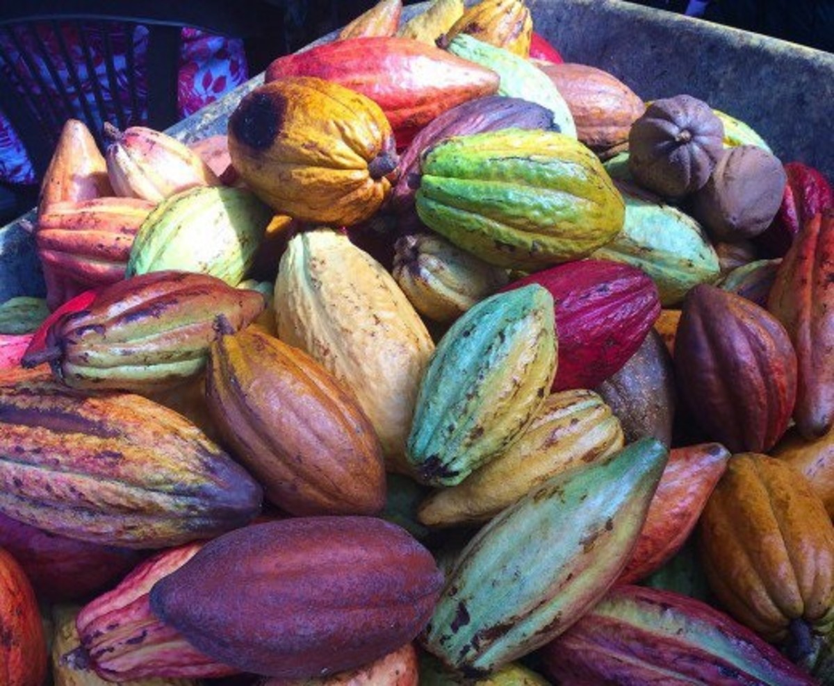 Where Does Chocolate Come From? -- Cacao pods may be of different colors, but all yield the beans for making chocolate.