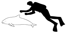 Size compared to man