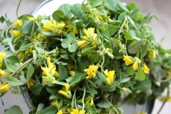 How Does Fenugreek Benefit Your Health