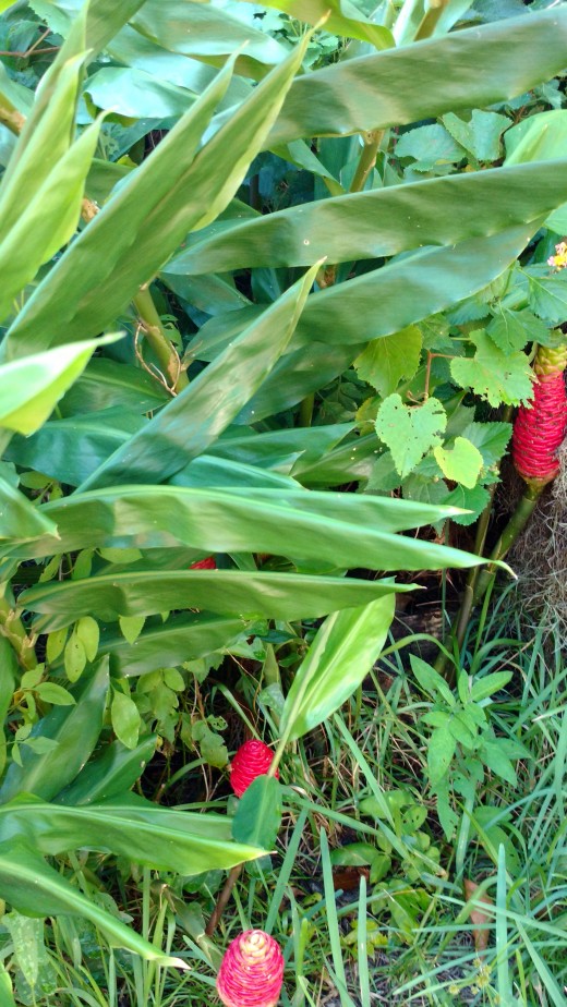 Pine Cone Ginger More than Just a Pretty Face in Your Yard Dengarden