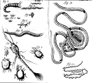 Illustrations from the English translation of Nicolas Andry's An Account of the Breeding of Worms in Human Bodies, London, 1701
