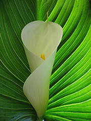 There is something sensual with the look of this flower; the folds, the lines, the vertical folds...you feel seduction but strength.