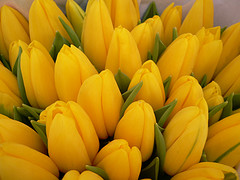 A bunch of pretty tulips.  Happiness in a crowd!
