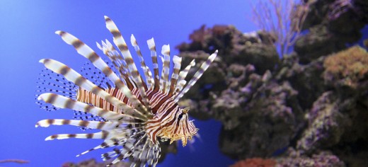 Saltwater Aquarium Pets