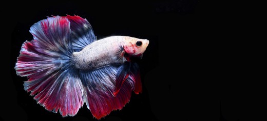 Freshwater Aquarium Pets