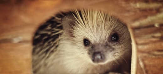 Pet Hedgehogs