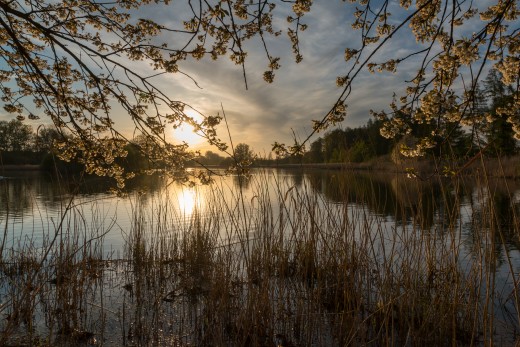 Oedlerteich at sunset, Kirchspiel, Dülmen, North Rhine-Westfalia, Germany