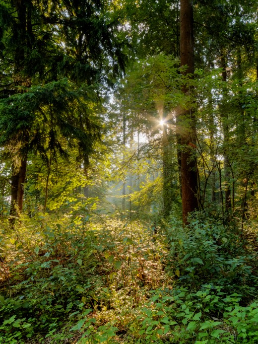 Göversheide (near Hülsenweg), Dülmen, North Rhine-Westphalia, Germany