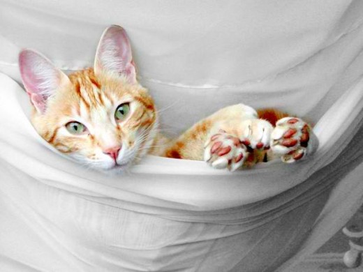 Pets also love hammocks and you can carry them with you and your kids on 7th Heaven's very durable eno hammock.
