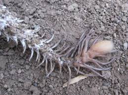 The Viper's spider tail lure