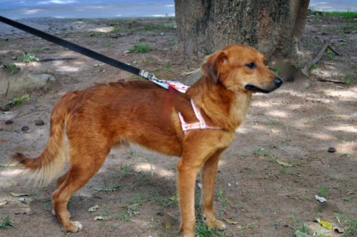 During the first stages of the training, use a dog leash that is not made of metal to familiarize him first with the boundary and the electric stimulation.