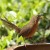 Rufous Babbler Rufous Babbler