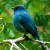 Nilgiri Flycatcher Nilgiri Flycatcher