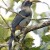 Malabar Grey Hornbill Malabar Grey Hornbill