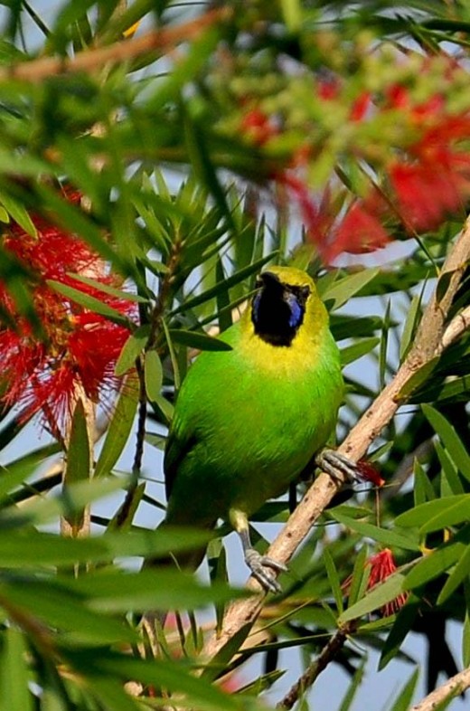 Jerdon,s Leaf Bird
