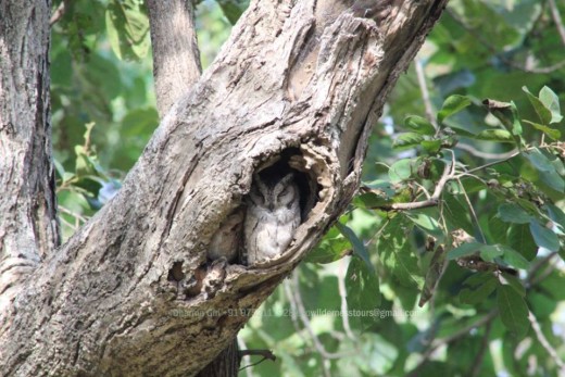 Indian Scops Owl 