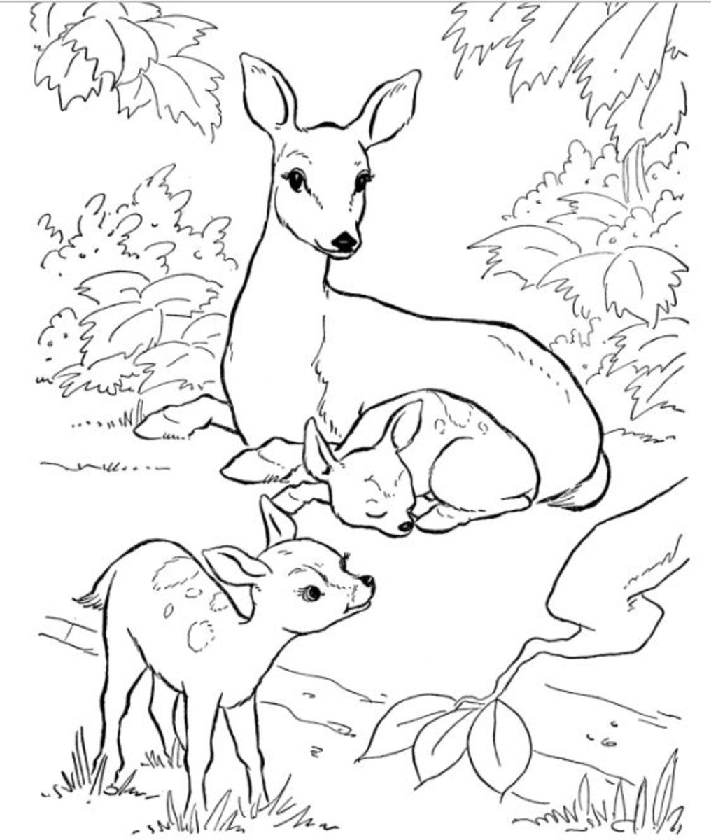 Backyard Animals and Nature Coloring Books Free Coloring ...