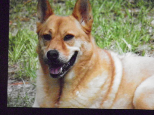 This dog was abused for the first 8 months of his life.