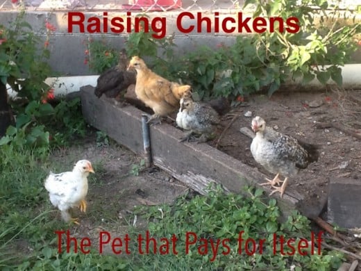 Raising Chickens, The Pet that Pays for Itself