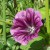 Wild Mallow appeared on its own
