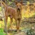 Pariah Dog (Indog) Pariah Dog (Indog)