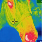 infraredNE profile image