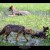 A Yala Dog Sitting behind Sri Lankan Golden Jackal A Yala Dog Sitting behind Sri Lankan Golden Jackal