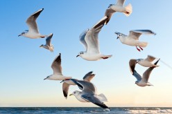 How Do Birds Migrate?