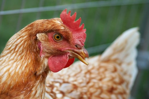 Vitamin K was first identified by a Danish scientist when an experiment he was conducting on chickens went wrong!