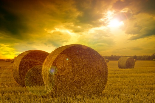 Make hay while the sun shines!