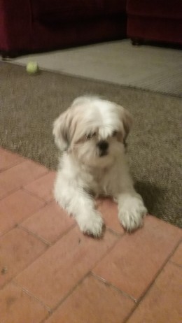 Shih tzu hot sale not pooping