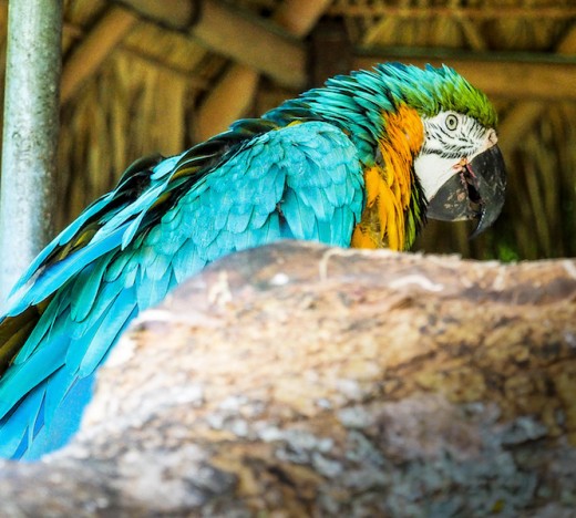 Macaws come in blue - I never knew that!