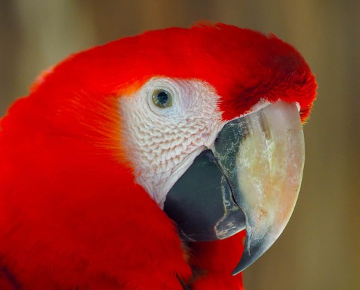 If you look closely, you can see my reflection in the macaws eye!