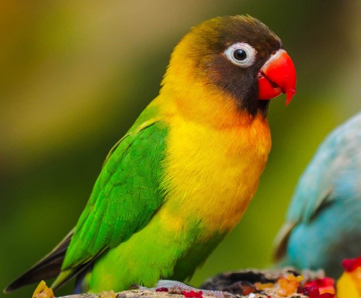 The bird's were a joy to watch