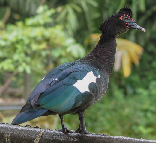 A duck sitting on a fencepost in Aluxes EcoPark