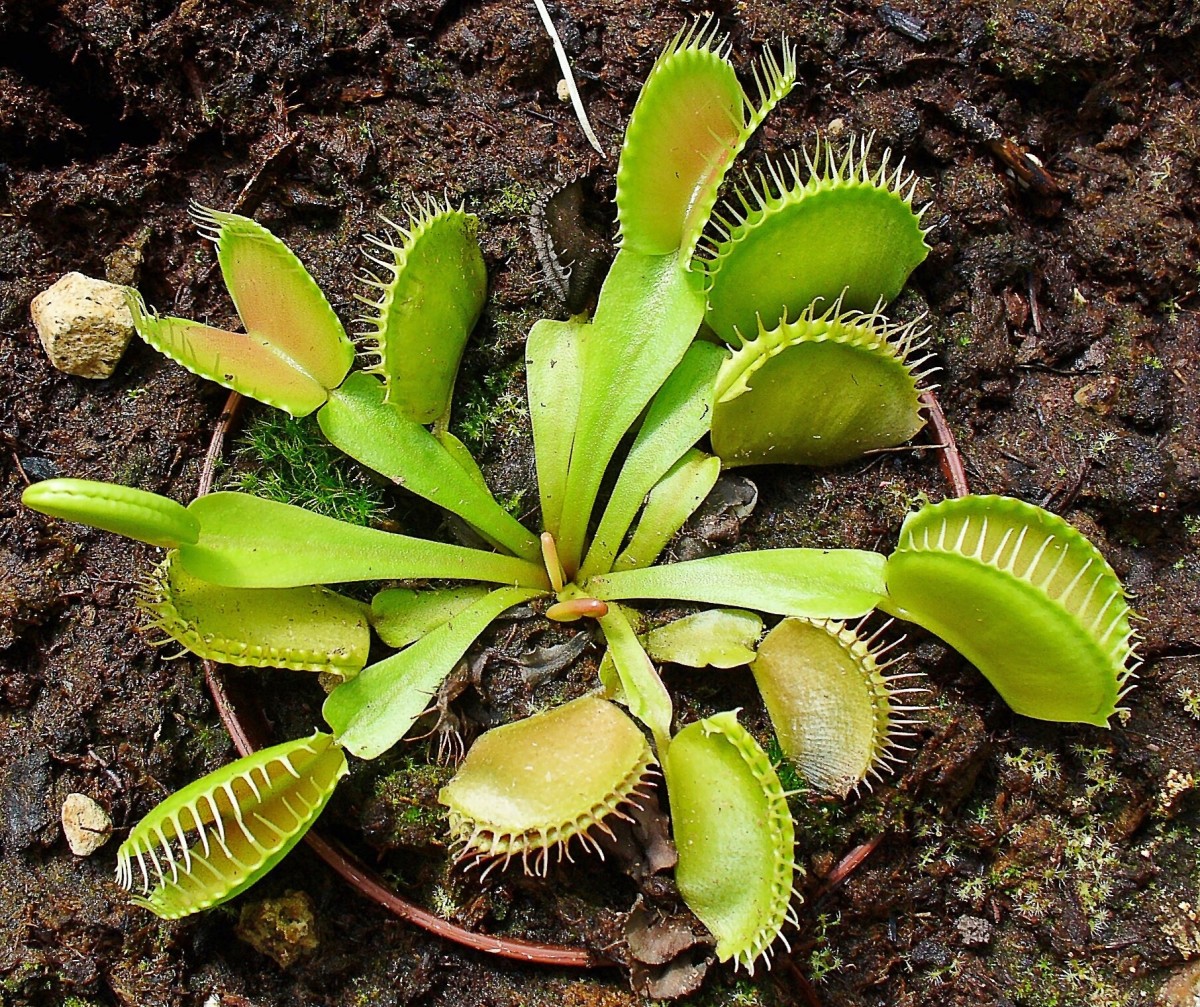 The Venus  Flytrap  A Vulnerable and Carnivorous Plant  