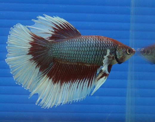 The beautiful tail should not be so full that the supporting spines collapse or the fish swims with the rear pulled downwards by the weight of the tail. Note this beautifully colored male swimming actively with a level body.