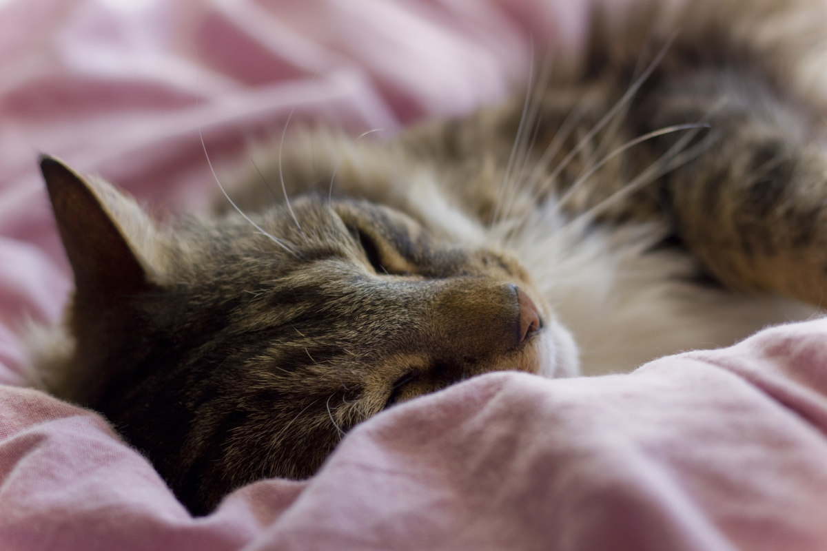 12 Warning Signs of Cat Cancer Every Owner Should Know ...
