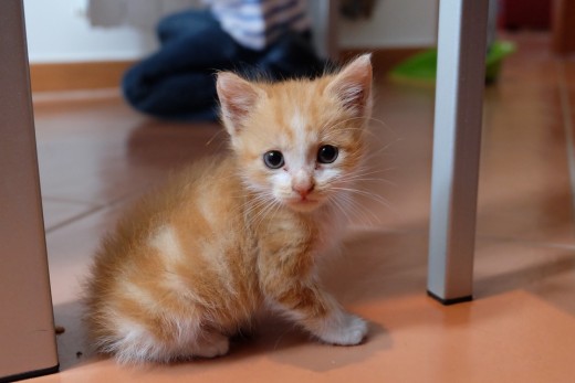 Train your kittens as early as possible.