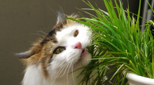 You can also keep cats away from plants by spraying vinegar in the area.