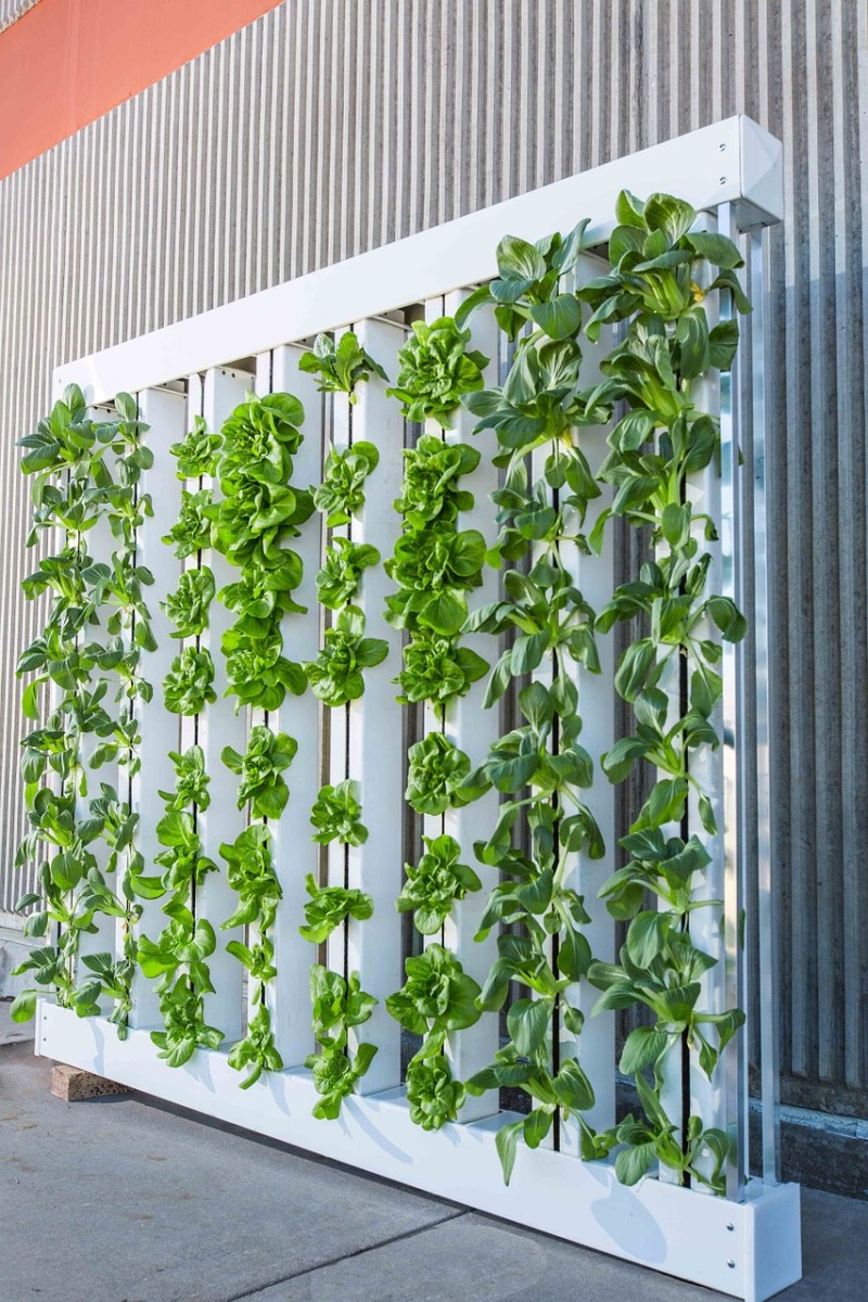 25 of the Best Plants for Indoor Hydroponic Gardens ...