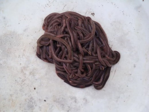 biggest-earthworm-found-in-uk-hubpages