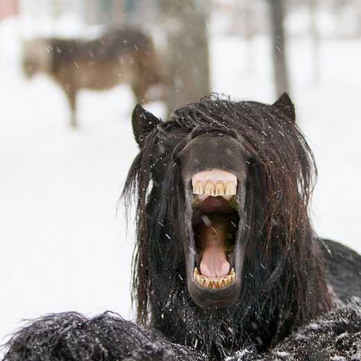A yawning horse in Norway