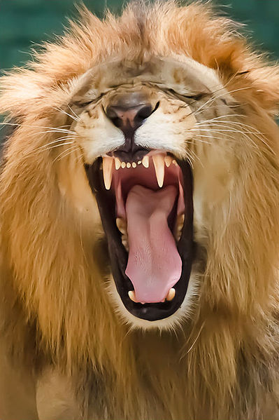  A male lion at a zoo yawning. Some of its teeth are visible.